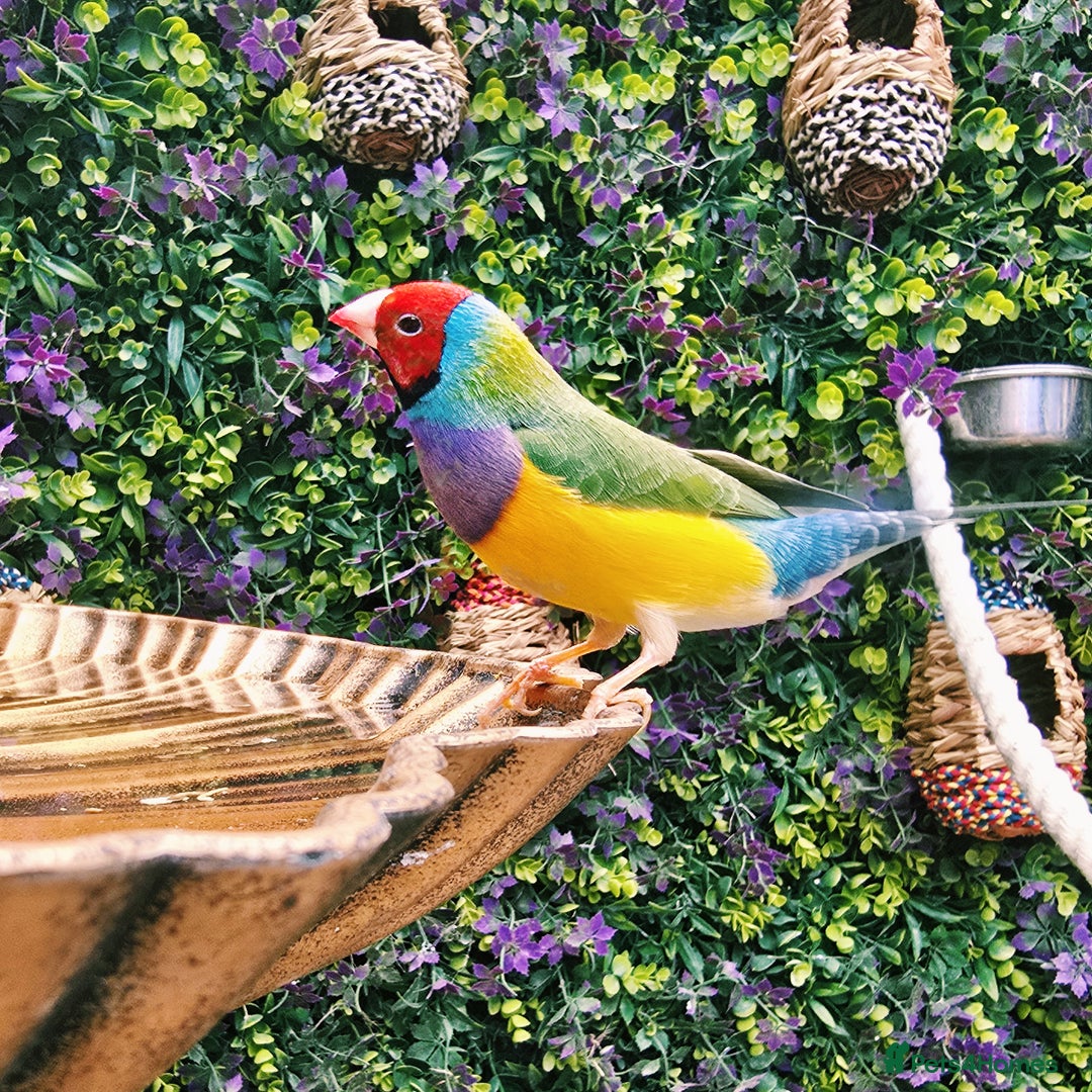 Finches birds for sale: Gouldian / Parrot / Zebra Finches - Image 2