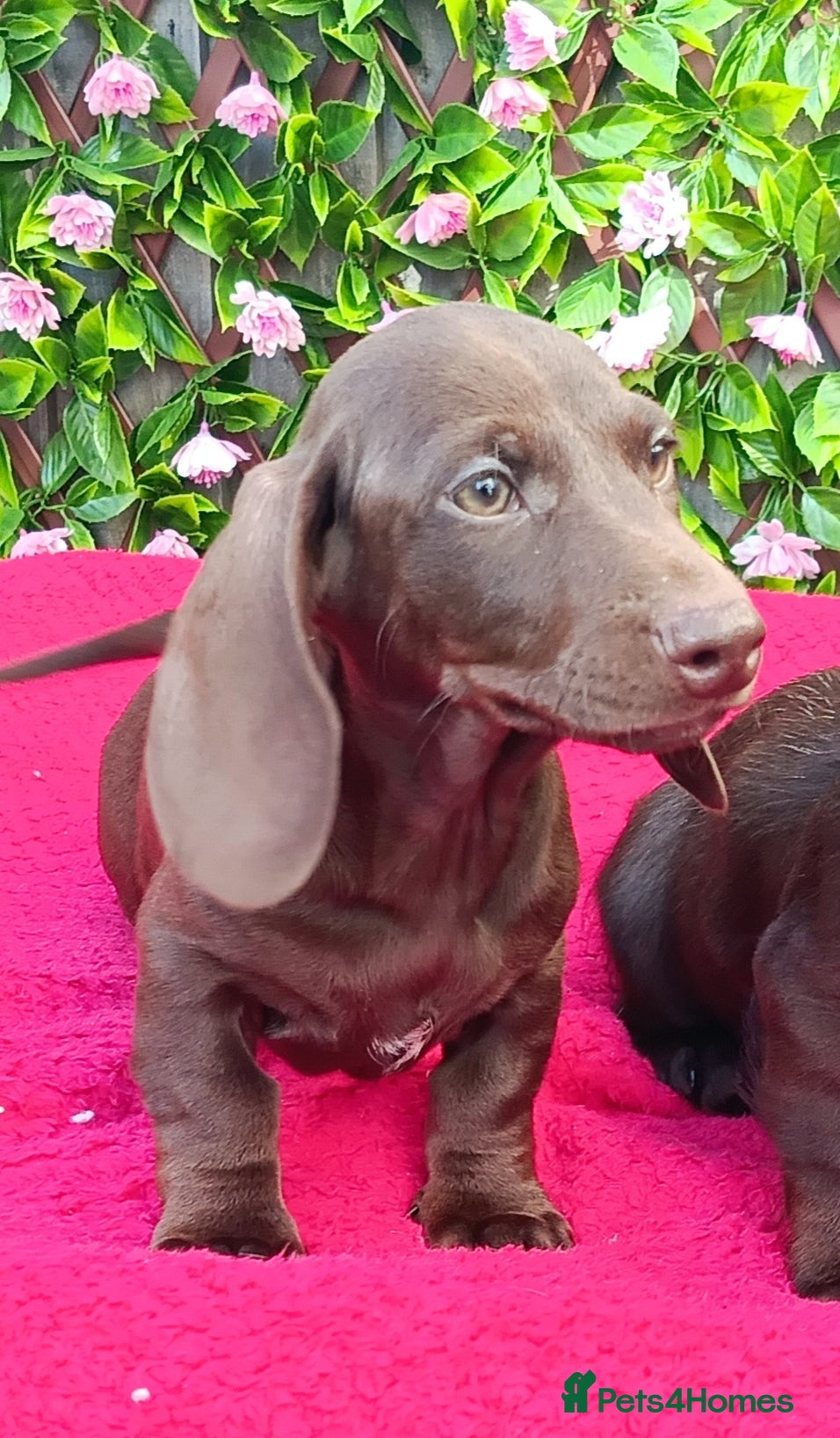 Miniature Dachshund dogs READY NOW MINI PIN COAT KC REG LAFORA PRA CL - Advert 2
