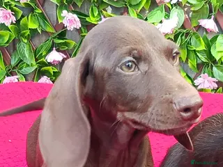 Miniature Dachshund dogs READY NOW MINI PIN COAT KC REG LAFORA PRA CL - Advert 2