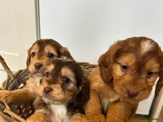 Cockapoo dogs Stunning Cockapoo Puppies - Advert 6