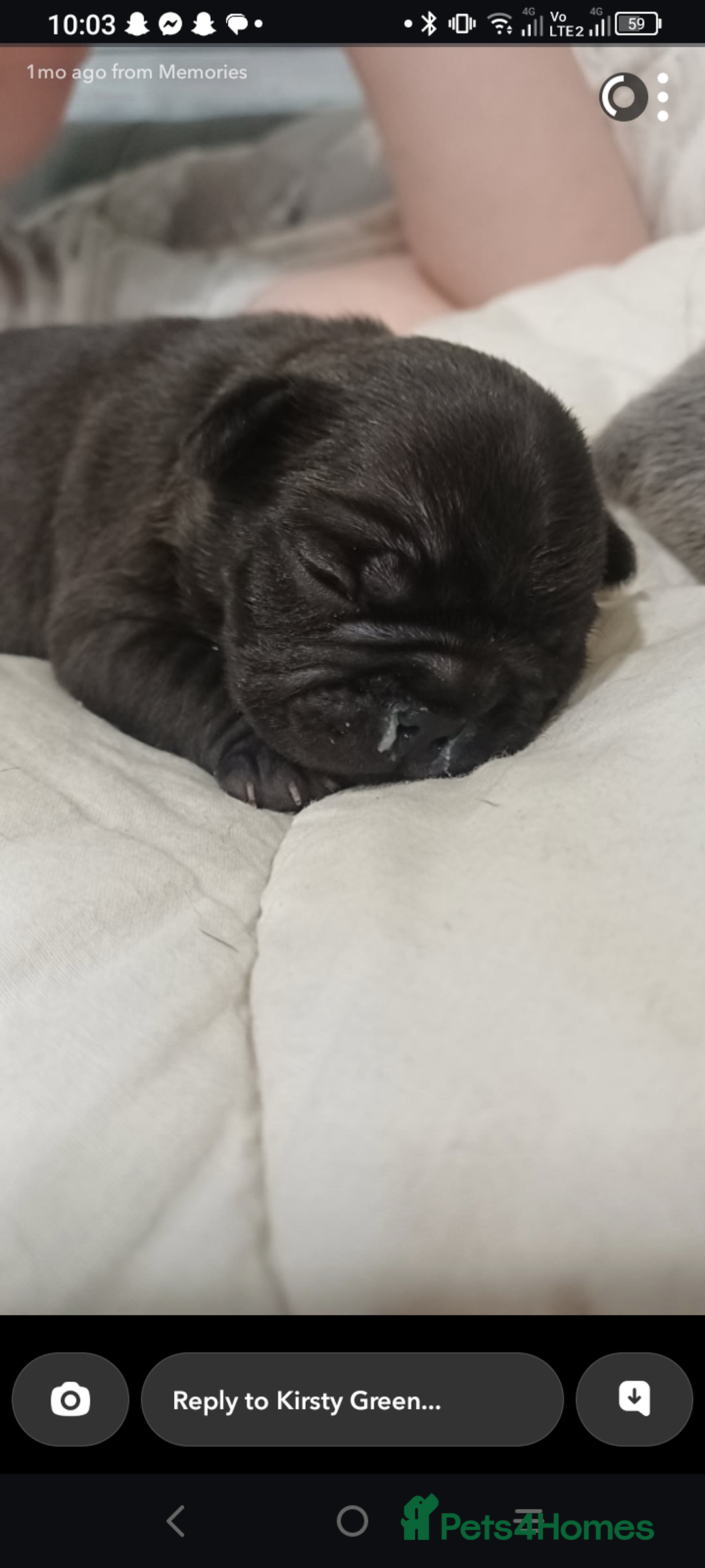 French Bulldog dogs for sale: 🔥 French bulldog 🔥 Black male - Image 6