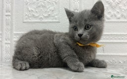 Russian Blue cats for sale: Russian Blu/British Blu - Image 2