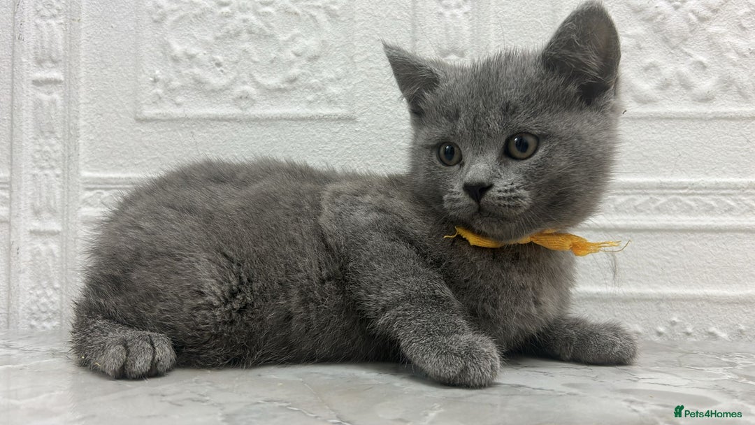 Russian Blue cats for sale: Russian Blu/British Blu - Image 2