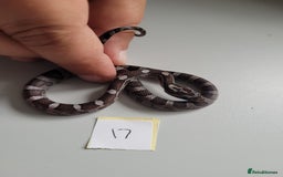 Corn Snake reptiles for sale: 6 week old baby corn snakes - Image 9