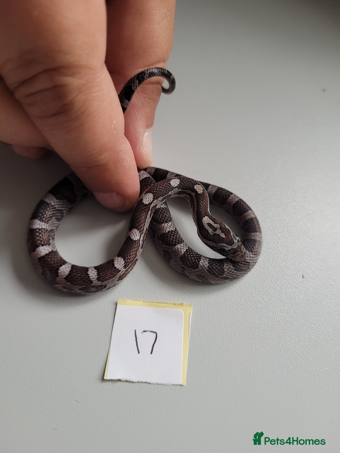 Corn Snake reptiles for sale: 6 week old baby corn snakes - Image 9