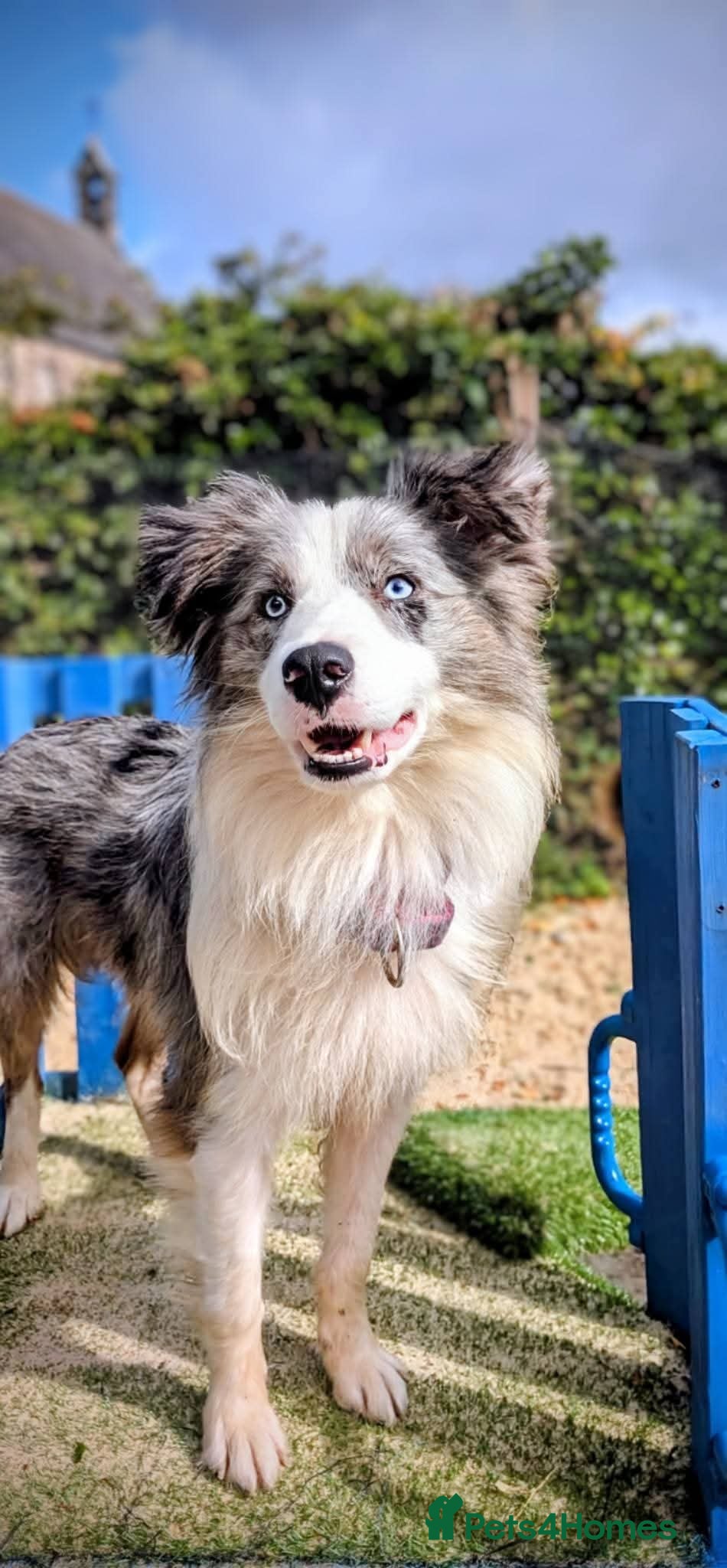 Border Collie dogs Handsome mac - Advert 3