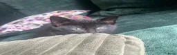 Mixed Breed cats for sale: Beautiful Girl Kitten 🩷 - Advert 2