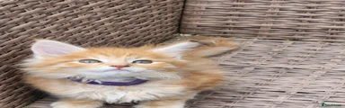 Maine Coon 5