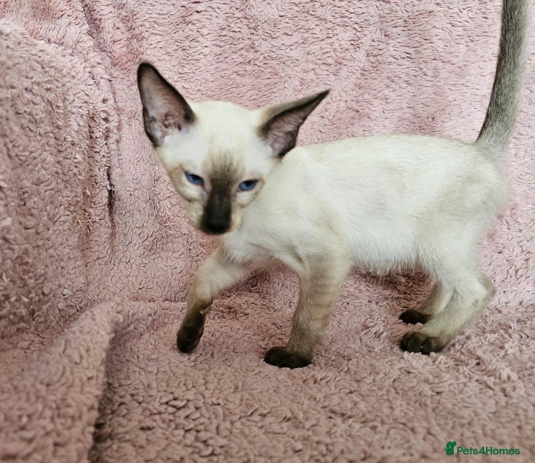 Siamese cats for sale: Adorable Siamese kittens ready to leave - Image 11