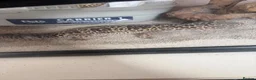 Leopard Gecko reptiles for sale: leopard geckos 1male/1female with exoterra viv in March - Advert 4