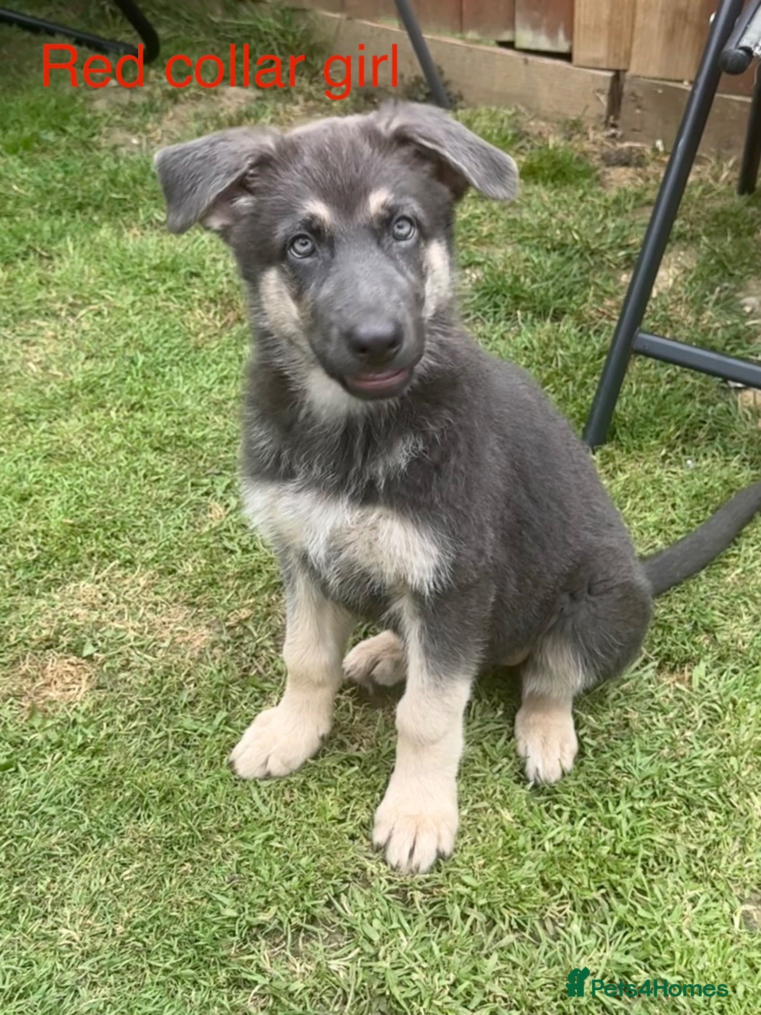 German Shepherd dogs RARE BLUE GERMAN SHEPHERD PUPPIES KC  - Advert 2