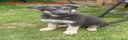German Shepherd dogs for sale: RARE BLUE GERMAN SHEPHERD PUPPIES KC  - Advert 3