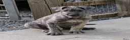 Irish Wolfhound dogs for sale: Irish Wolfhound puppies  - Advert 5