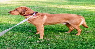 Labrador Retriever dogs - Advert 1
