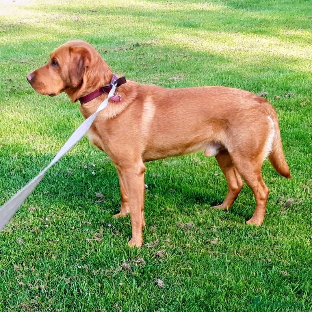 Labrador Retriever dogs for stud: Fox-red labrador - Image 2