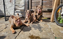 English Bulldog dogs for sale: Final Female English Bulldog available - Image 6
