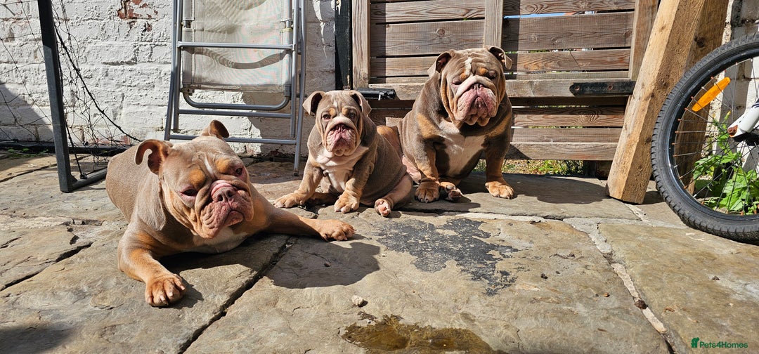 English Bulldog dogs for sale: Final Female English Bulldog available - Image 6