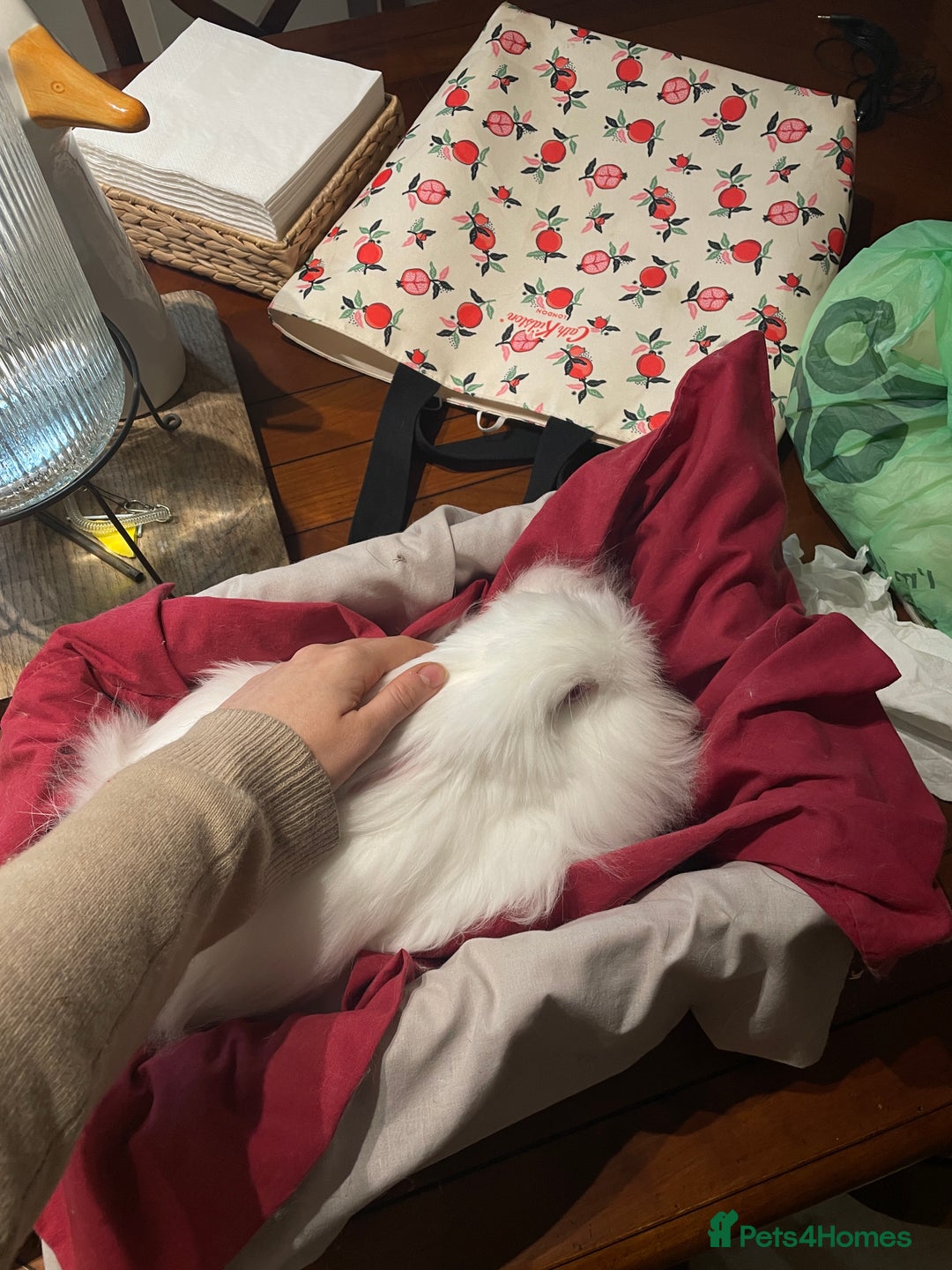 Angora rabbits for sale: Two bonded Angora bunnies for sale - Advert 4