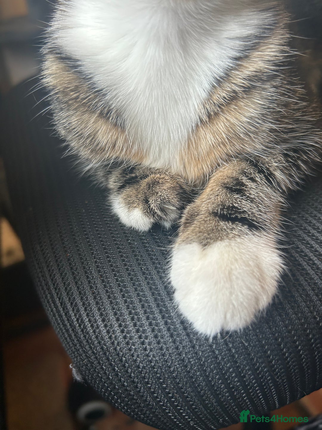 Mixed Breed cats for sale: 4 month old kitten (has an underdeveloped hand) - Image 5