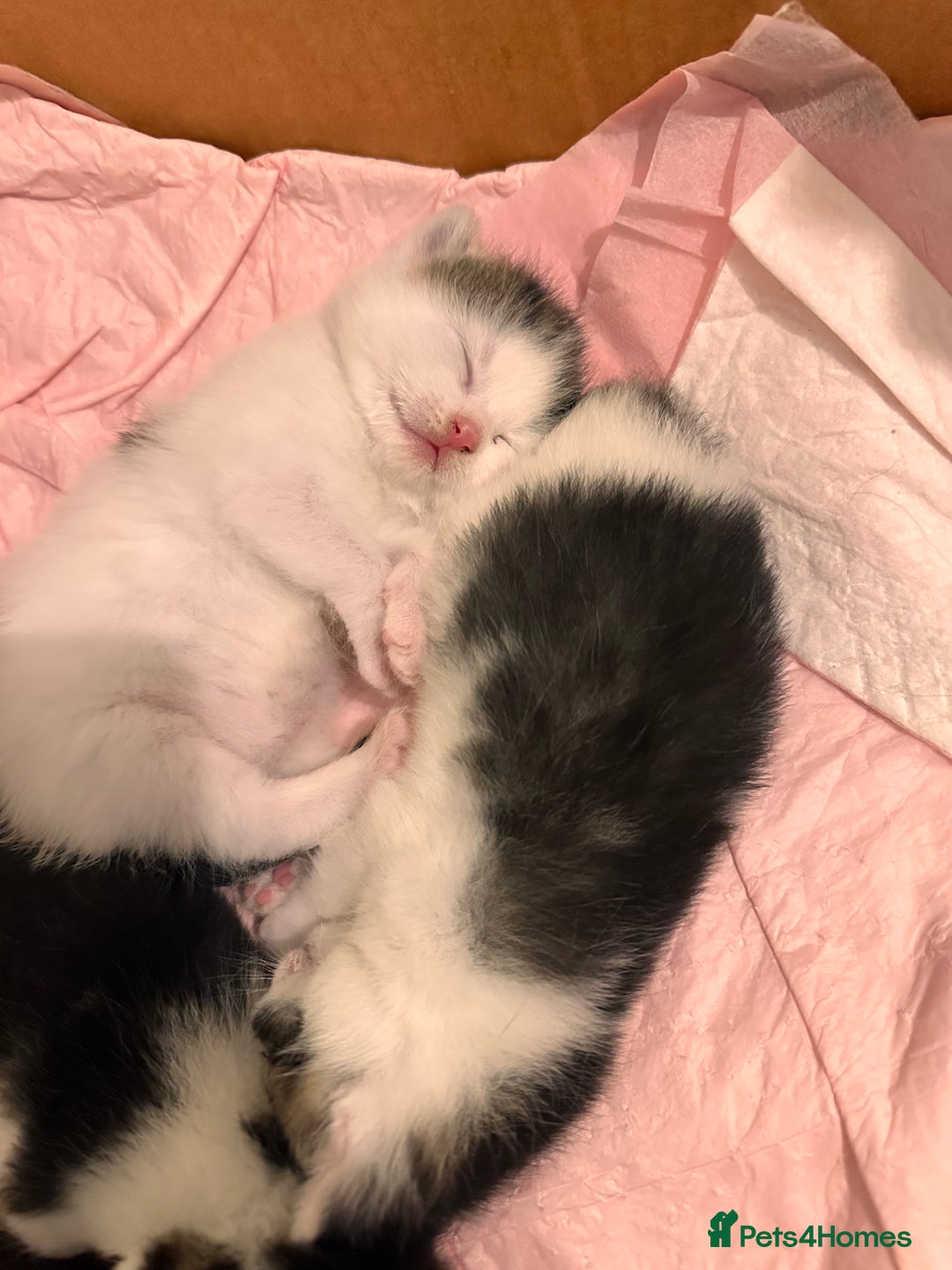 Maine Coon cats for sale: 4 kittens available  - Advert 5