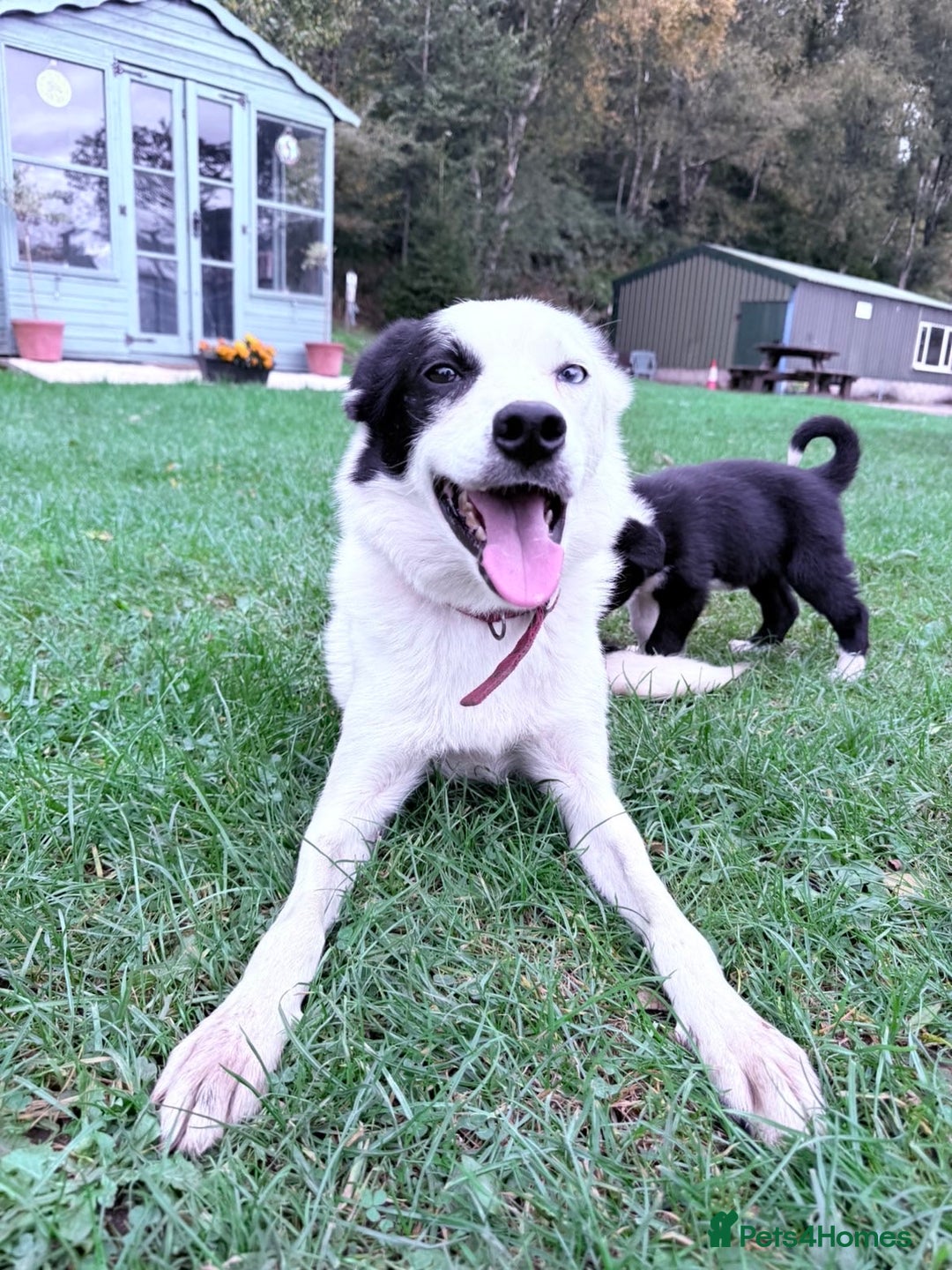 Border Collie dogs for sale: Border collies puppies - Image 24