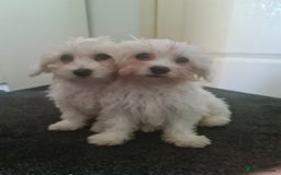 Bichon Frise dogs for sale: 2 Fluffy Bichon Frise puppies looking for a home! - Image 2