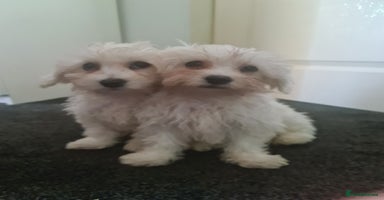 Bichon Frise dogs - Advert 2