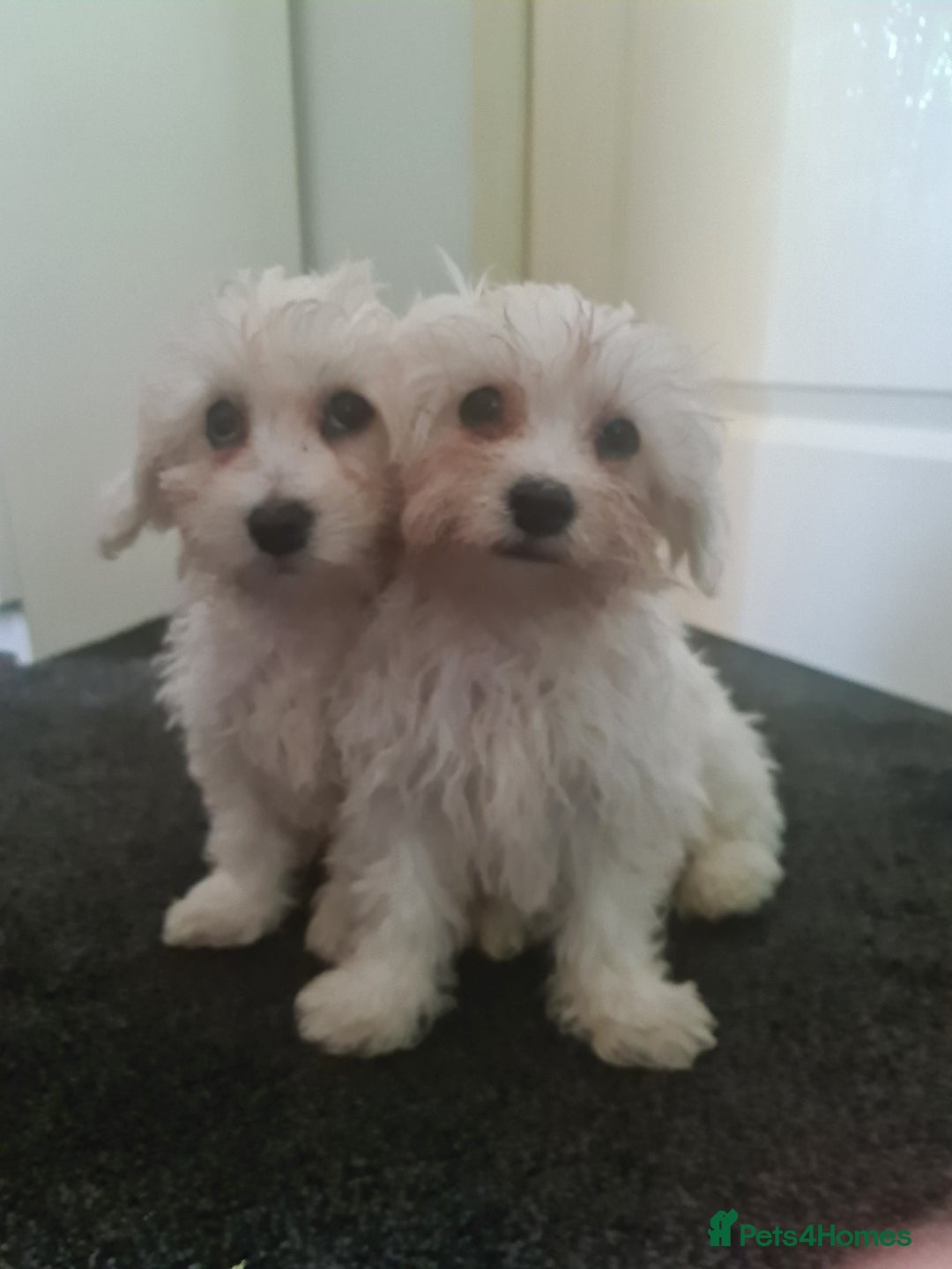Bichon Frise dogs for sale: 2 Fluffy Bichon Frise puppies looking for a home! - Image 2