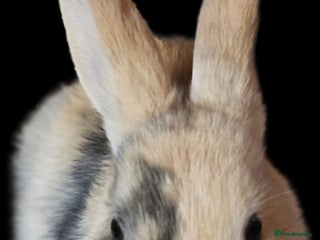 Harlequin rabbits 5 beautiful Harlequin bunnies looking for a new 🏡 - Advert 11