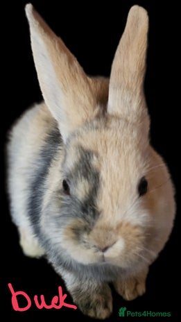 Harlequin rabbits 5 beautiful Harlequin bunnies looking for a new 🏡 - Advert 1