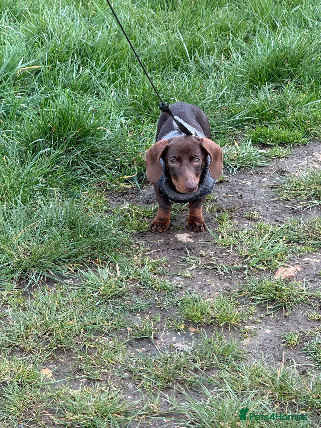 Miniature Dachshund dogs for sale: Loving puppy for new home in Bracknell - Advert 2