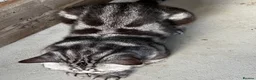 British Shorthair cats for sale: 💙 RETIRED PEDIGREE CHUNKY SILVER TABBY BSH BOY 💙 - Advert 7