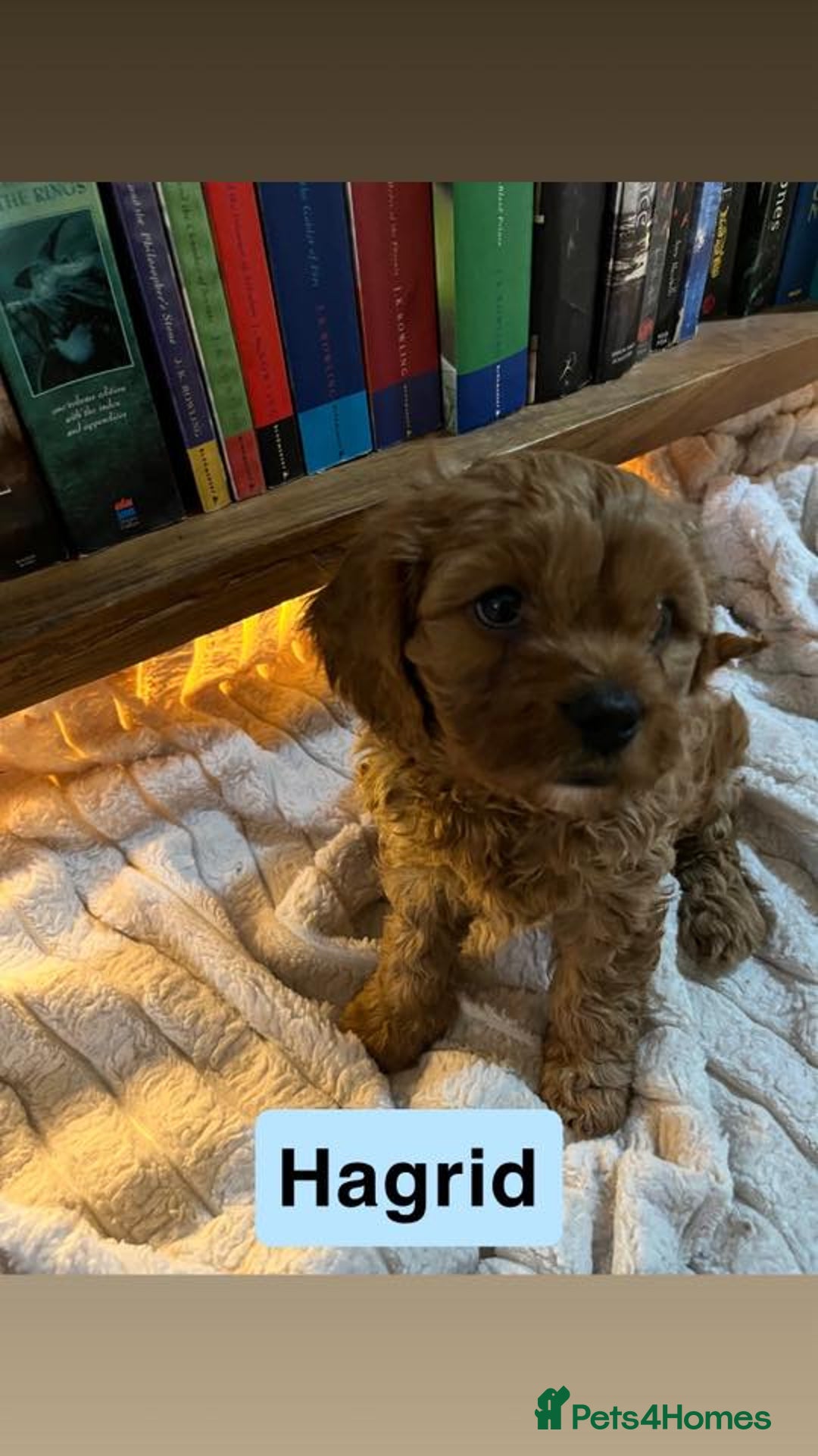 Cavapoo dogs for sale: Stunning Cavapoo Puppies - Advert 8
