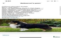Shetland Sheepdog dogs for sale: Shetland sheepdog - Image 3