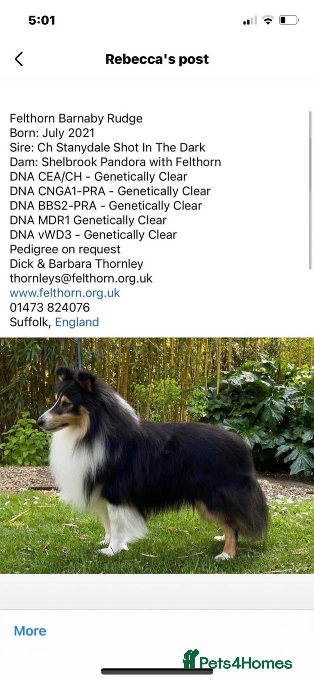 Shetland Sheepdog dogs for sale: Shetland sheepdog - Image 3