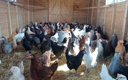 Chickens poultry for sale: POINT OF LAY COLOURED HYBRIDS AVAILABLE!!!! - Image 1