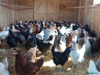Chickens poultry - Advert 2