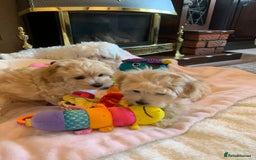 Maltipoo dogs for sale: Beautiful maltipoo puppies looking for new homes  - Image 13