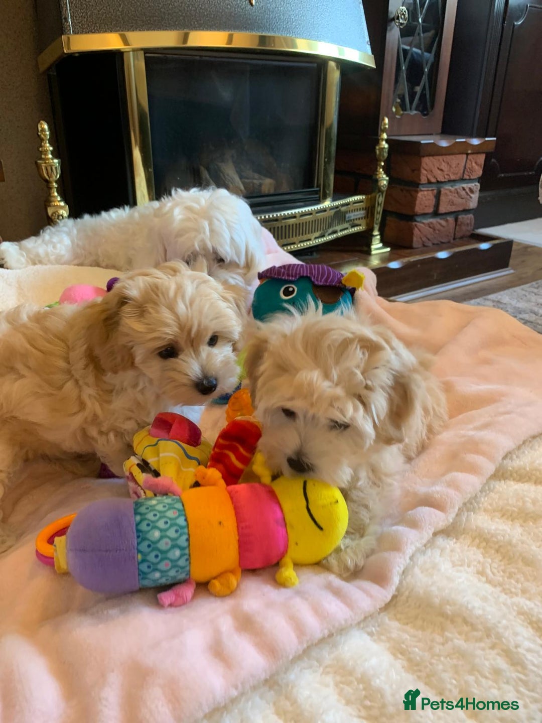 Maltipoo dogs for sale: Beautiful maltipoo puppies looking for new homes  - Image 13