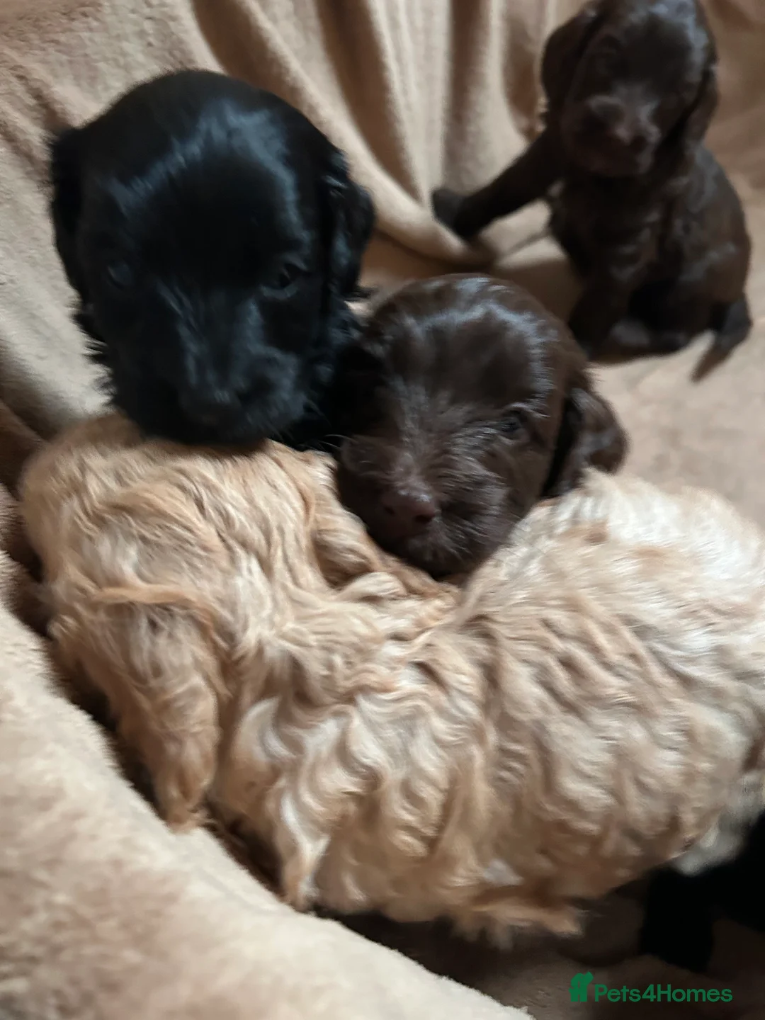 Cockapoo dogs for sale: Cockerpoo puppies  - Advert 10