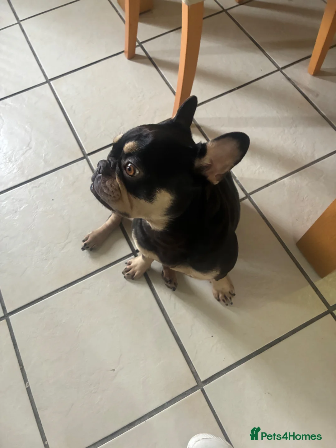 French Bulldog dogs for sale: French Bulldog - Advert 3