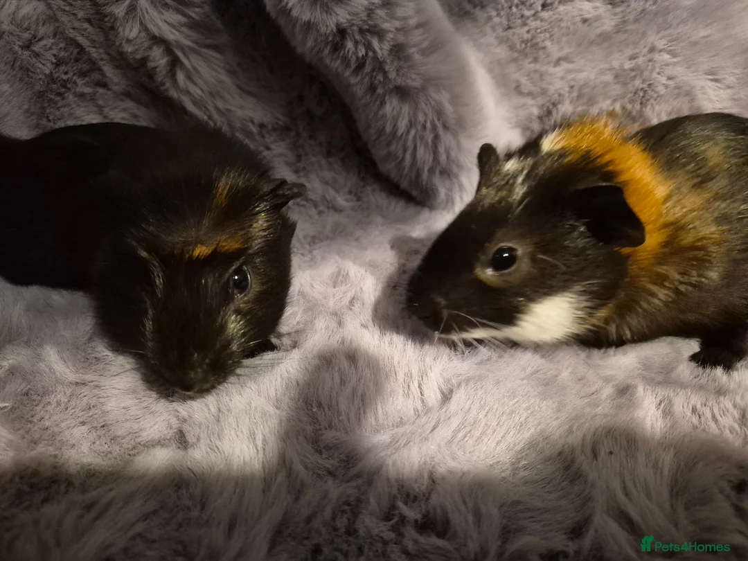 Guinea Pig rodents for sale: 2 bonded brothers  - Advert 2