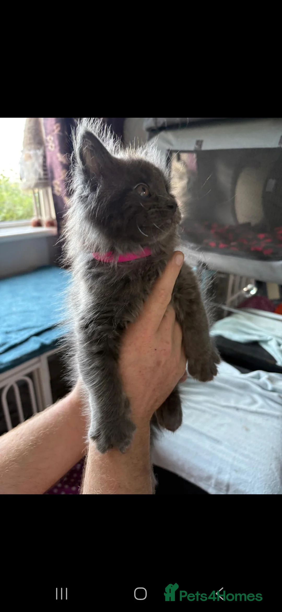 Maine Coon cats for sale: Main coon kittens in Tiverton - Advert 22