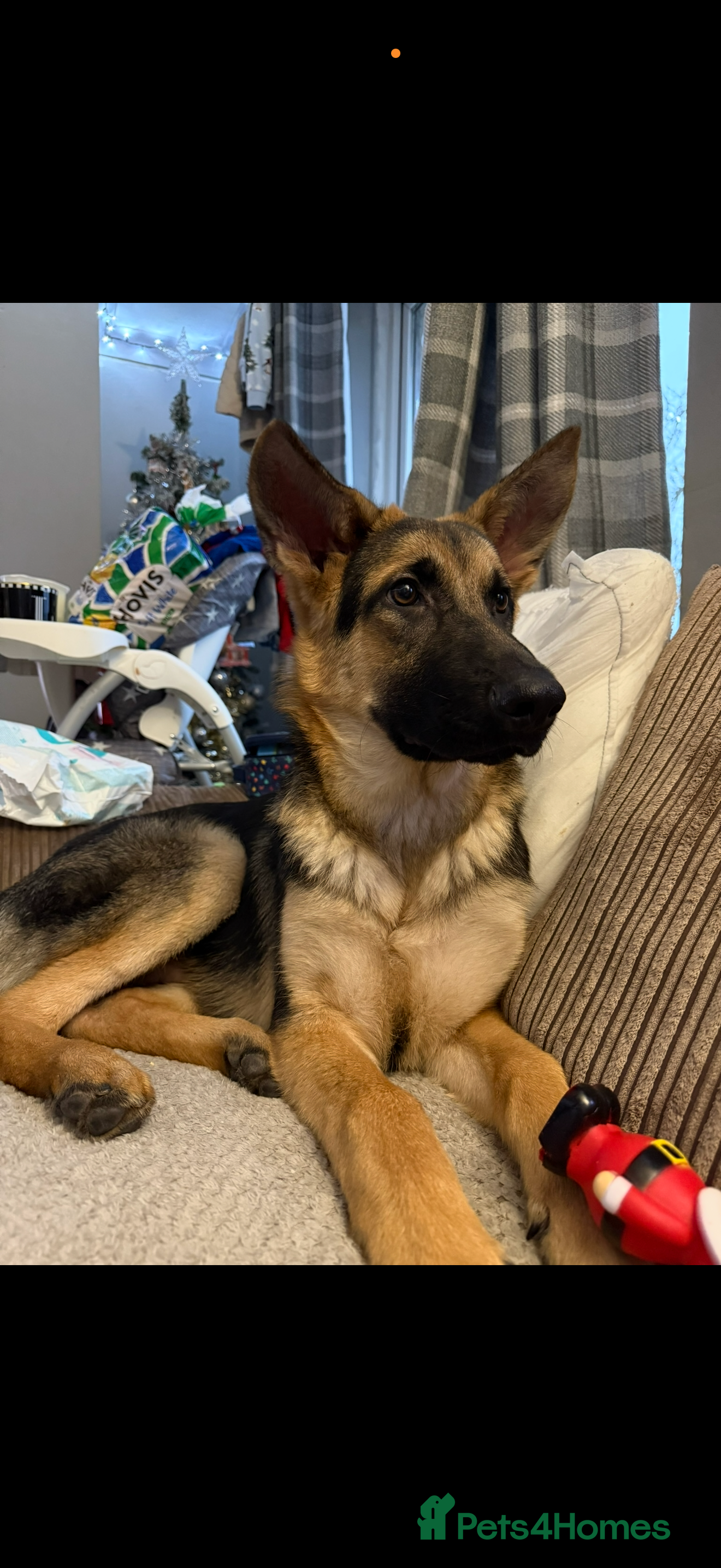 German Shepherd dogs Male 1 year old German shepherd  - Advert 5