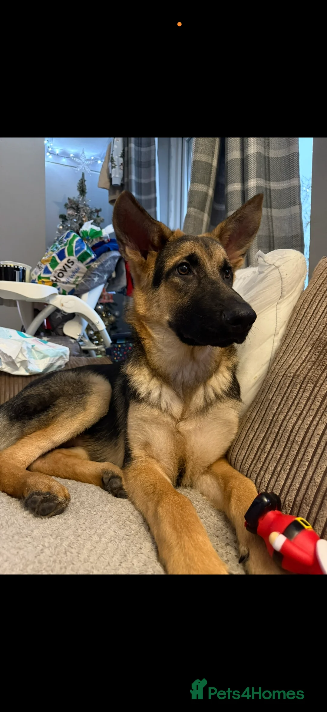 German Shepherd dogs for sale: Male 1 year old German shepherd  - Advert 1