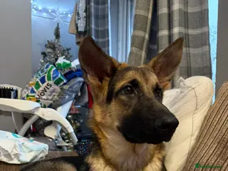 German Shepherd dogs Male 1 year old German shepherd - Advert 5