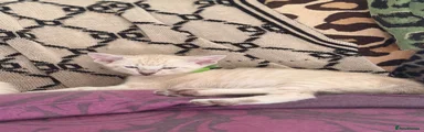 💚 Boy 2 – Green Collar | Lilac Lynx Point