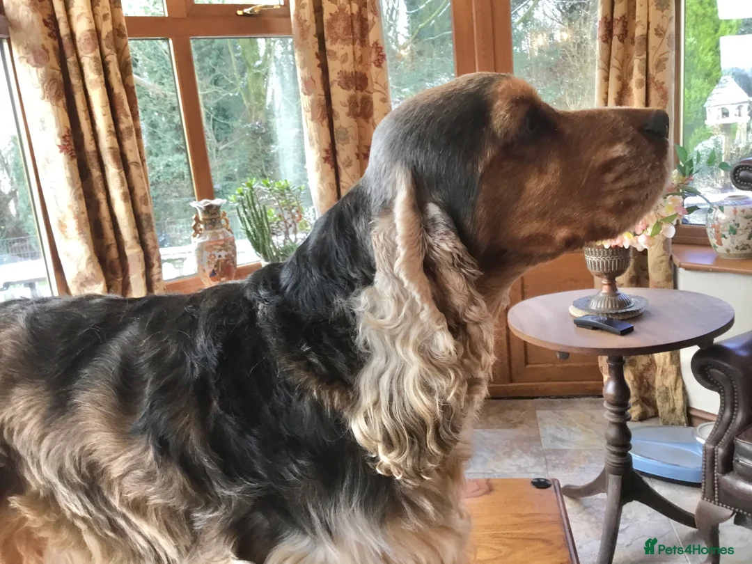 Cocker Spaniel dogs for stud: Stunning, Sable Show Cocker Stud, Health Tested. in Market Drayton - Advert 8
