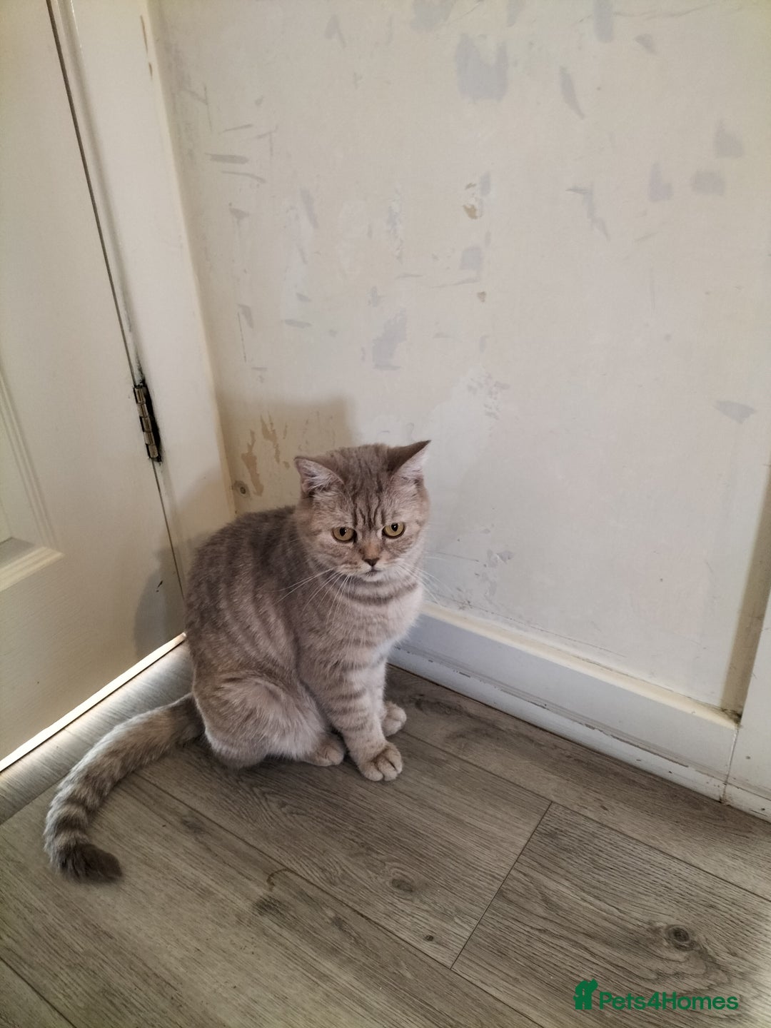 British Shorthair cats for sale: 2 Beautiful British Short Hair kittens - Image 10