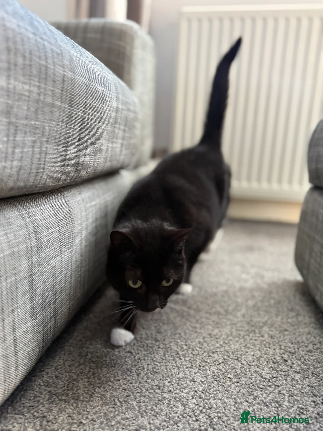 Mixed Breed cats for sale: 3 cats looking for loving home  in Barnsley - Advert 15